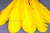 Декоративный Пучок из перьев, перо 23см/желтый - купить в Саранске. Цена: 12.19 руб.