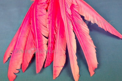 Декоративный Пучок из перьев, перо 25см/розовый - купить в Саранске. Цена: 14.40 руб.
